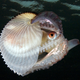 Illustration for article titled Millennia-old octopus mystery is solved